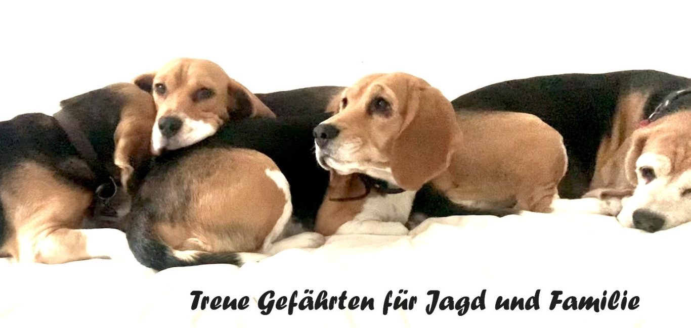 Treue Gefährten für Jagd und Familie